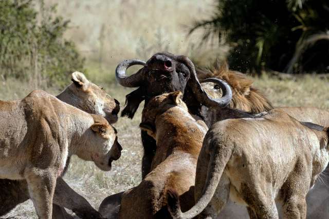 lions