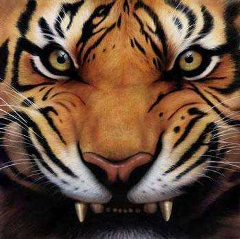 tiger_3