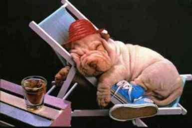 Lazy Dog