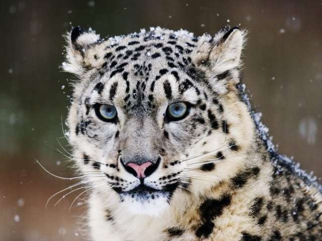 snow leoprd