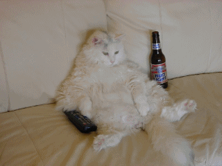 Cat Watching TV With A Beer