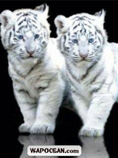 Cubs