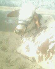 My prinse