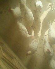 My hens