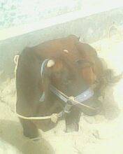 My cow