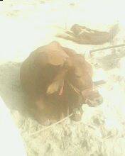 My qeen