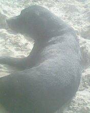 My dog.