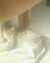 My cat