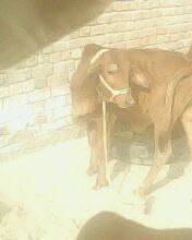 My pet