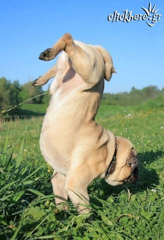 pee dog