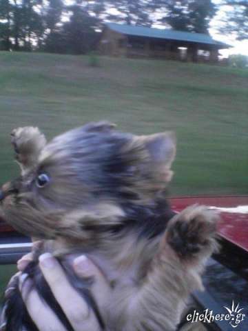 speed lol