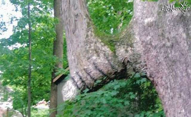 tree..holdin itz peniez? lol