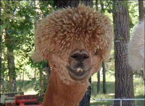 punk llam