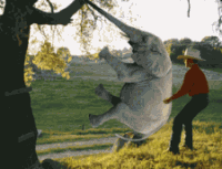 swing