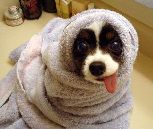 aw doggie