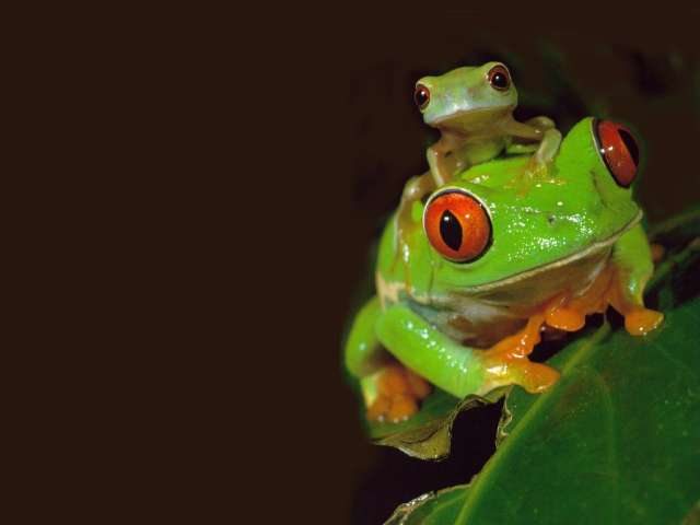 frog n fr