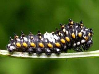 cute worm