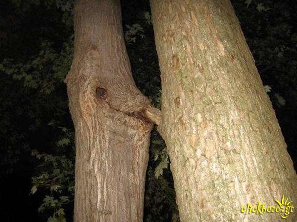 tree at nite