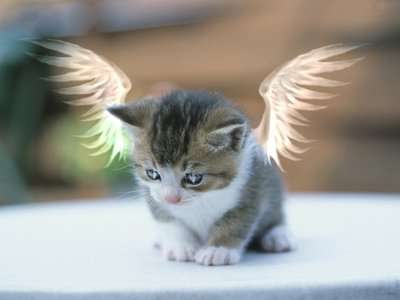 cute kitt