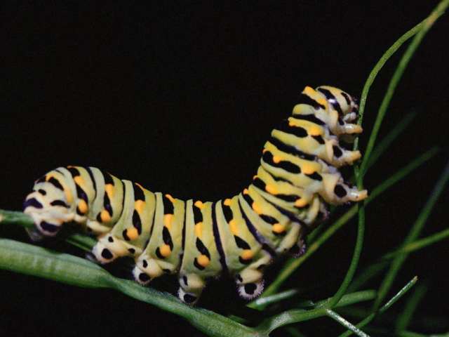 worm aw