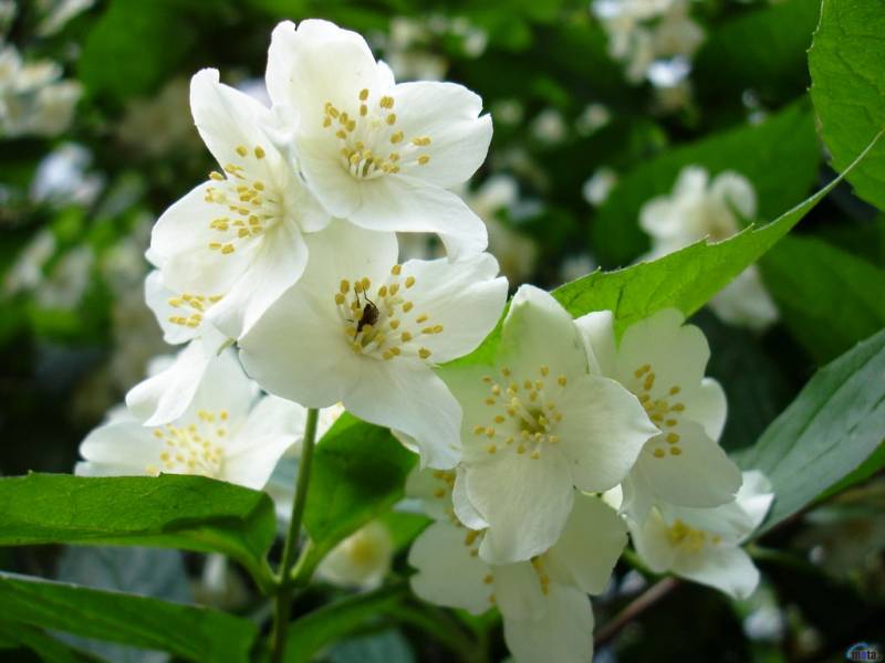flowers_4