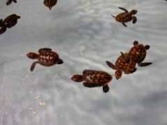 Baby turt
