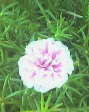 Flowerx