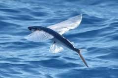 Flying fi