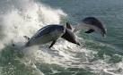 Dolphins