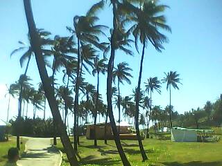 Coconut t