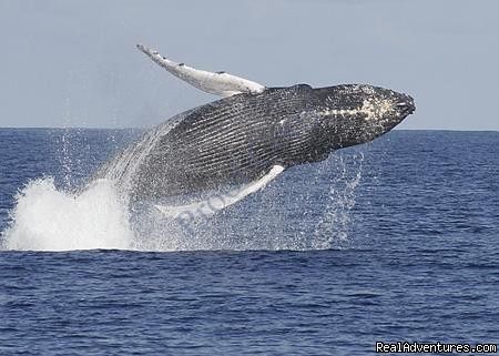 Hump back whale