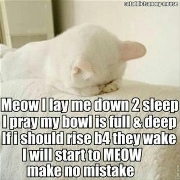 cat pray