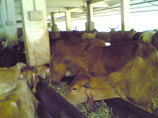 gaushala-