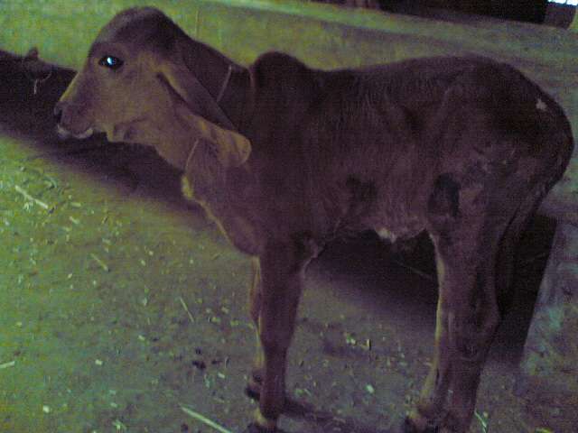 gaushala-