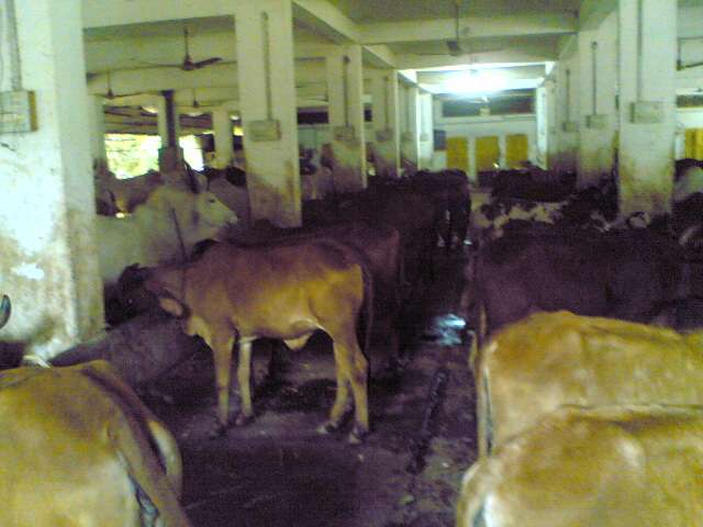 gaushala-