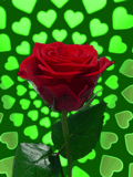 roses anim