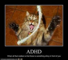 adhd cat