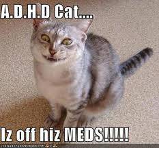 adhd cat