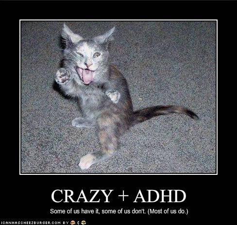 adhd cat