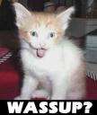 funny pic