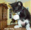 big kitty