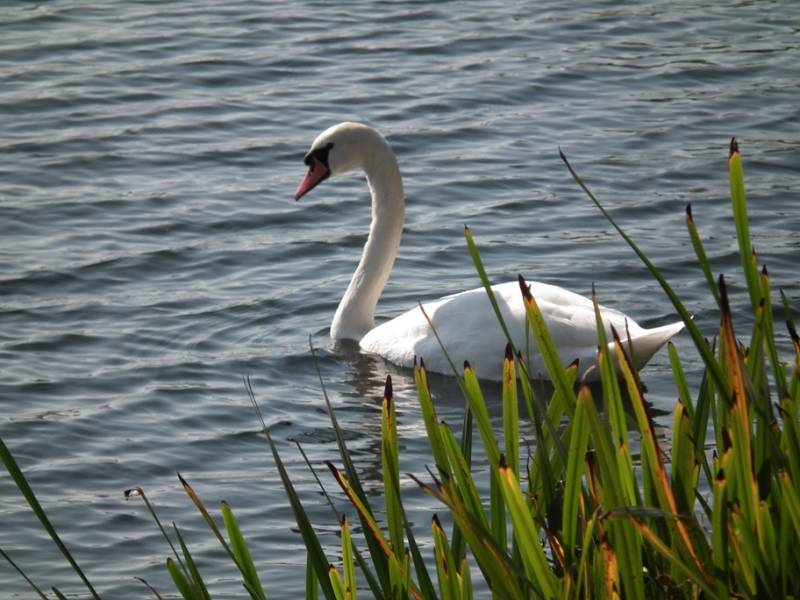 Swan 2