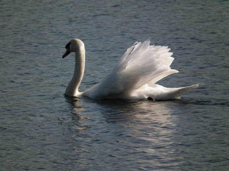 Swan 1
