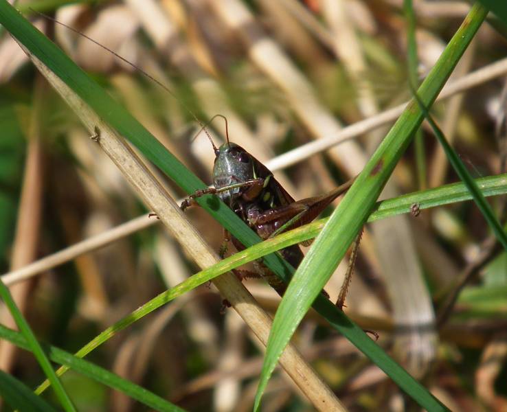 Cricket