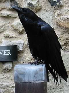 crow