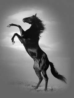 horse