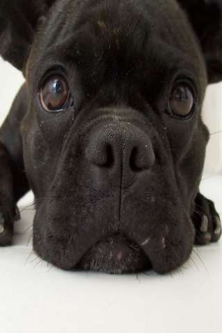 black dog