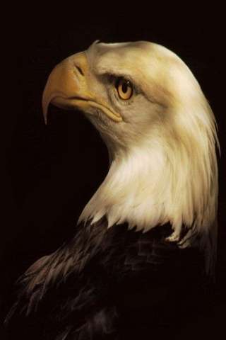 eagle