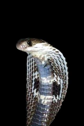 cobra