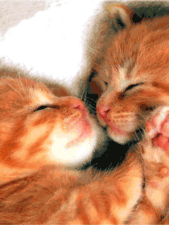 Cats Makin out